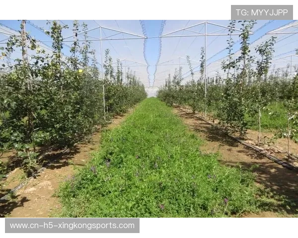 哥斯达黎加萨普里萨边路重建：拓展未来的绿色之路